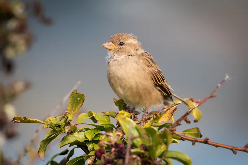 Young sparrow, hedgerow, Falmouth. 2019.